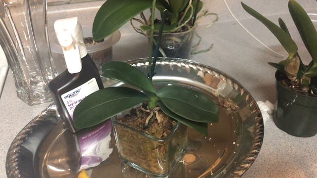 10 Reasons Orchids Become SetBack смотреть онлайн