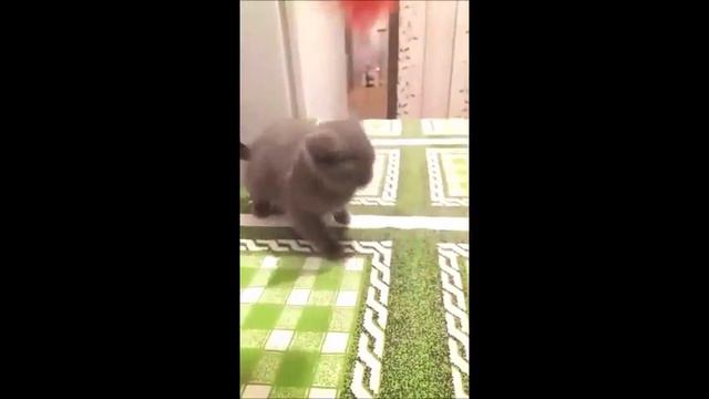 Голубая девочка. Британский котенок из питомника. смотреть онлайн