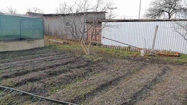 Дом в станице, Пробурили лунки под сваи, Убрали навес с виноградом, Мои цветы, Колеусы, Эустома,