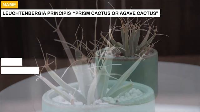 Leuchtenbergia principis “Prism Cactus or Agave Cactus” смотреть онлайн