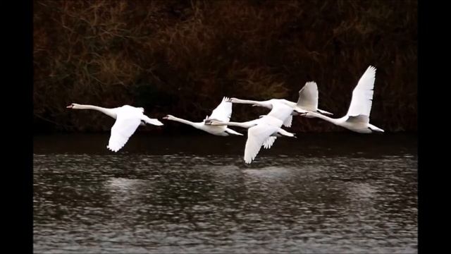 «Гуси-лебеди летят», стихи Д. Коротаева, муз. Л. Даниловой. Вокально-хоровой кружок «Рябинушка». смотреть онлайн