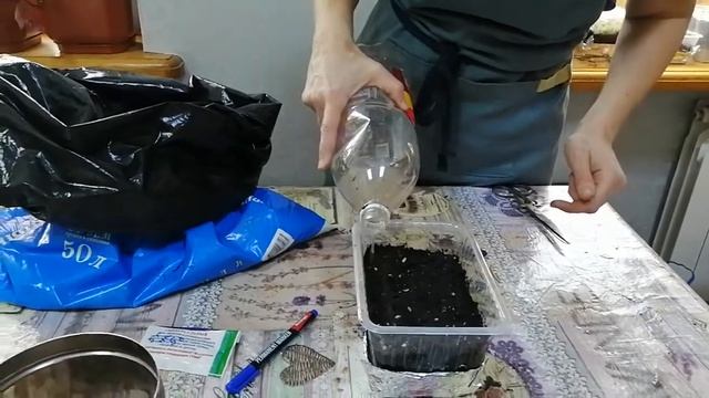 Сальвия. Посадка цветов сальвии на рассаду.