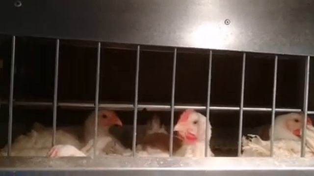 Кобб-500. Режим освещенности смотреть онлайн