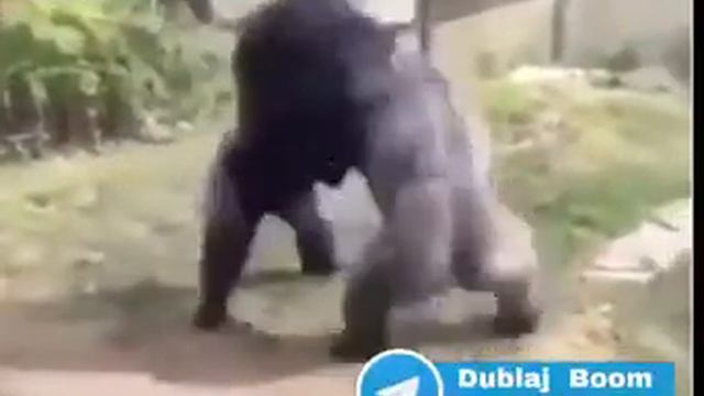 бой в зоопарке смотреть онлайн