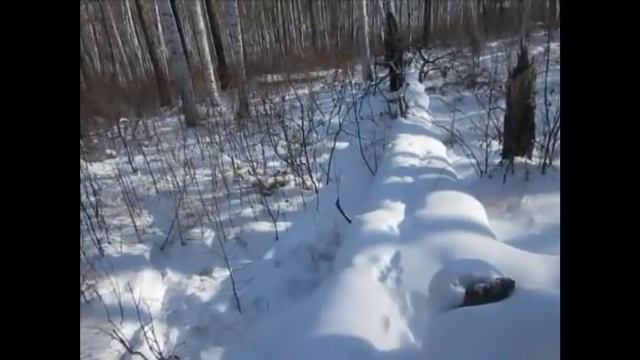 Закрытие сезона 2017 2018,снимаю капканы,шкурки соболей смотреть онлайн