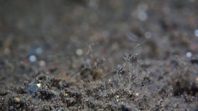 Мастера Маскировки: Осьминоги и их Уникальные Охранные Механизмы #octopus  #scubadiving #biology