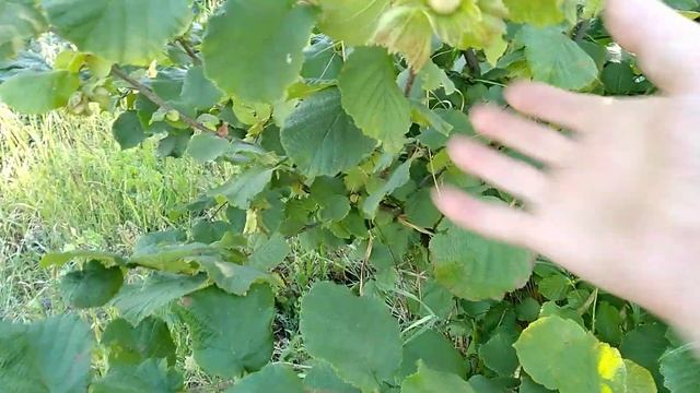 Фундук.Урожайные сорта фундука.Засухоустойчивые.Морозостойкие.Устойчивые!