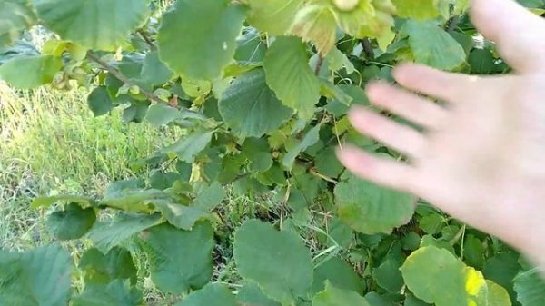 Фундук.Урожайные сорта фундука.Засухоустойчивые.Морозостойкие.Устойчивые!