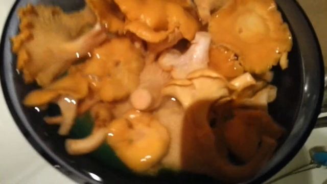 Грибы лисички