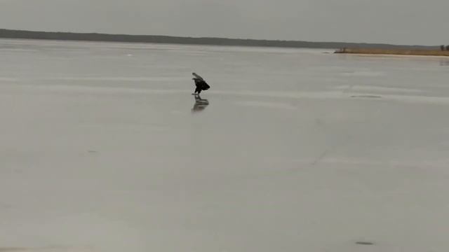 Рыбалка с Орланом. Сельдь....., и Таймень тоже смотреть онлайн