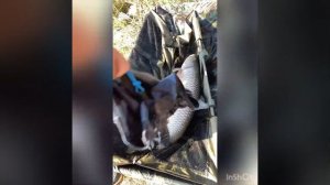 Рыбалка в Крыму Нижнегорском районе с. Изобильное. Не было клева но мы поймали за сутки. Карпы,Амур