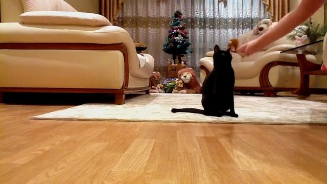 ДРАЧЛИВАЯ КОШКА смотреть онлайн
