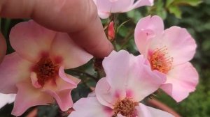 Роза Фо Ю Айс Онли (For Your Eyes Only) Warner 2014