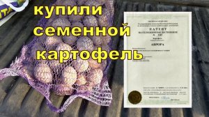 Купили семенной картофель. Сорт "Аврора"