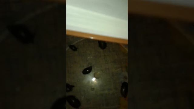 Какой вид у улиток смотреть онлайн