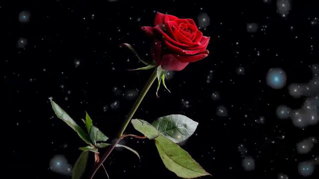 "With a Rose in Your Teeth" | Nathan Moore смотреть онлайн