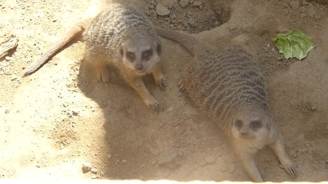 Животные в зоопарке! Забавные сурикаты в Николаевском зоопарке Meercats смотреть онлайн