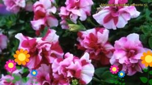 Петуния гибридная крупноцветковая Тумбелина Рози Риппл. Краткий обзор petunia Tumbelina Rosy Ripple