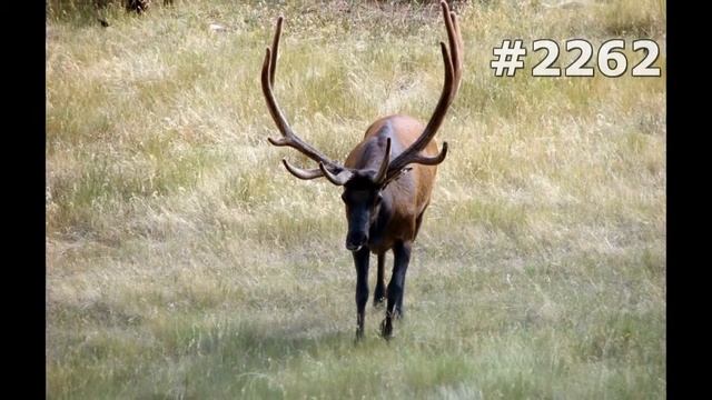 #2262. Олени (В мире животных) смотреть онлайн