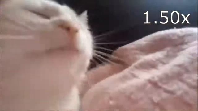 кот флексит головой (Скорость 999х)