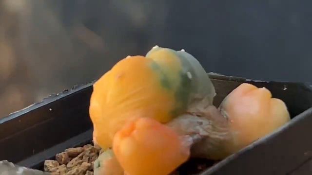 lophophora haworthia aloe cactus多肉植物アガベ Агаваハオルシア하워시아adenium смотреть онлайн