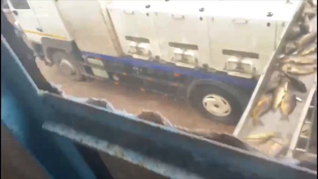 Приняли отличную партию карпа для водоема! смотреть онлайн