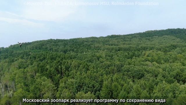 Спасем белоплечего орлана смотреть онлайн