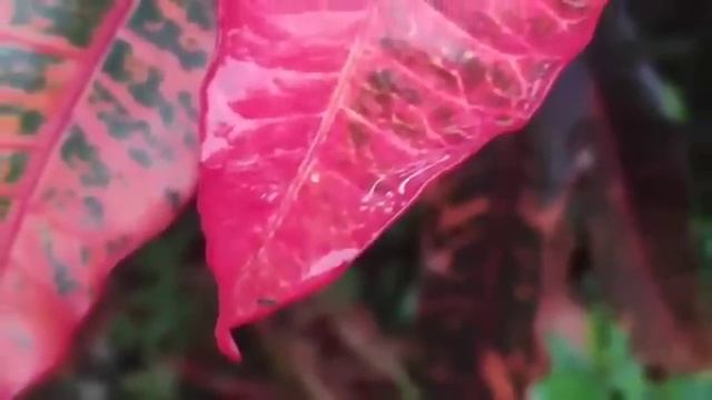 ഗീതുവിനേയും ഗോവിന്ദനേ നാണംകെടുത്തി അയ്യപ്പേട്ടൻ | keralatvserial смотреть онлайн