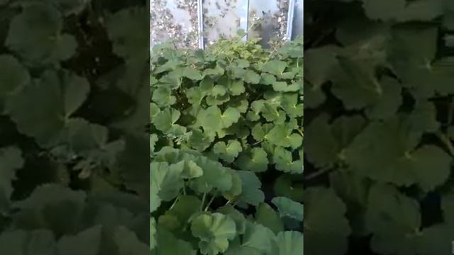 Scented Geraniums (Pelargoniums) Cramden Nursery смотреть онлайн