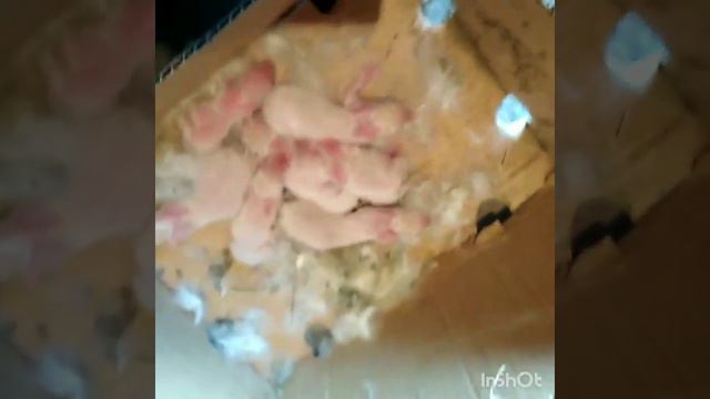 Пополнение, новые крольчата смотреть онлайн