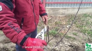 Посадка и обрезка яблони двухлетней, актуально для груши, вишни, черешни, сливы, алычи, абрикоса.