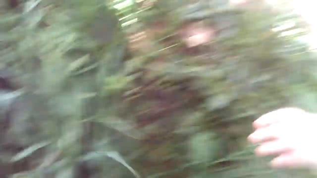 Канал кот Тишка не может слезть с дерева смотреть онлайн