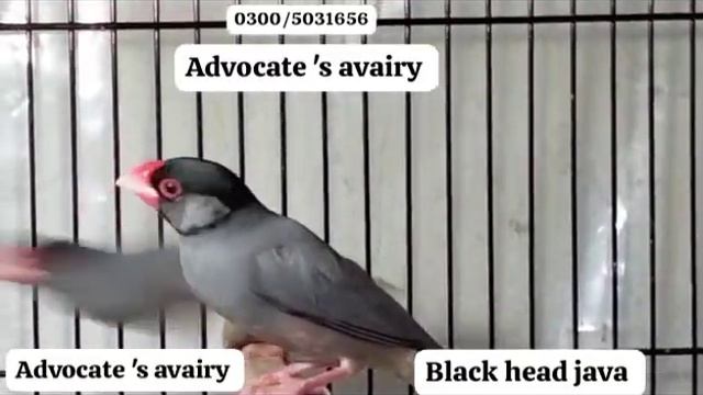 black head java sparrow pair...0300/5031656.... #javasparrow #birds смотреть онлайн