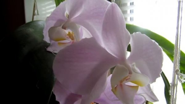 Фаленопсис Сандериана