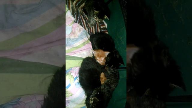 Маленький кинофильм о толстеньких котятах Мейн-кунах. A small film about fat kittens Maine Coon смотреть онлайн