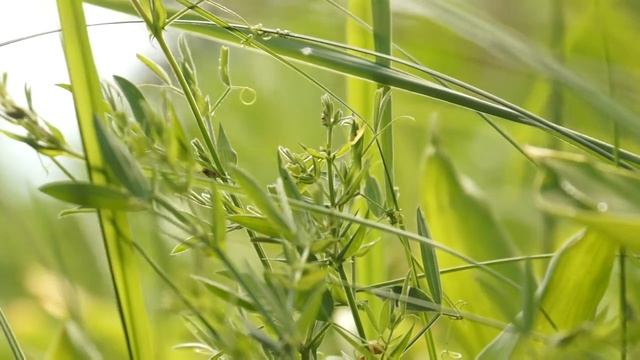 Summer Nature Footage HD || Sony NEX VG-20 смотреть онлайн