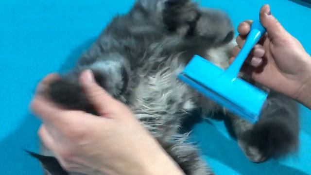 Чешем котёнка Мэйн кун