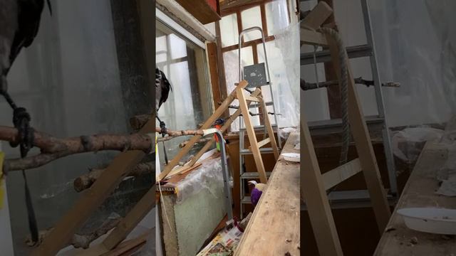 Ворона Фара на балконе смотреть онлайн