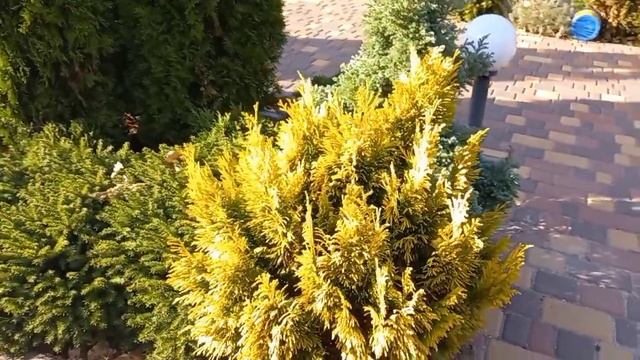 В осеннем саду (хвойные, розы). Іn the autumn garden(conifers, roses). смотреть онлайн