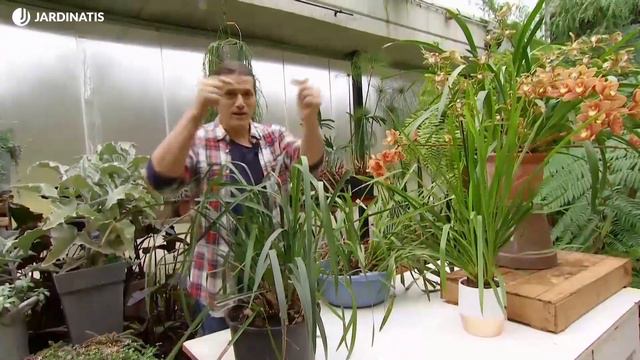 Cómo conseguir que la ORQUÍDEA CYMBIDIUM florezca año tras año 🌸 👨🌾 Jardinatis смотреть онлайн