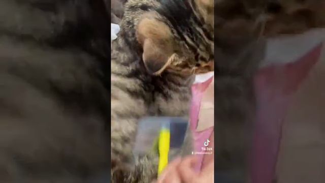носки из кошачьей шерсти можно делать) смотреть онлайн