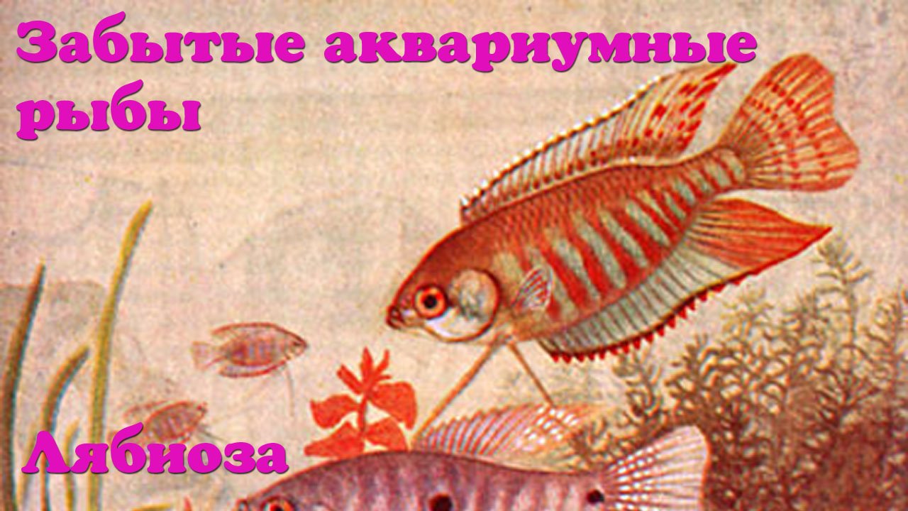 Лабиринтовые