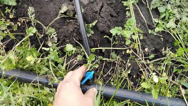 Капельный полив. смотреть онлайн