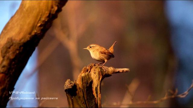 VPG (Пробуждение на рассвете) смотреть онлайн