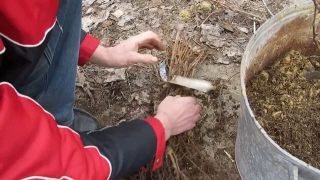 ПРИОБРЕТАЕМ САЖЕНЦЫ ВИНОГРАДА. смотреть онлайн