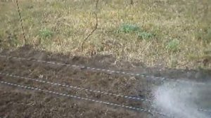 Посадка шафрана 04