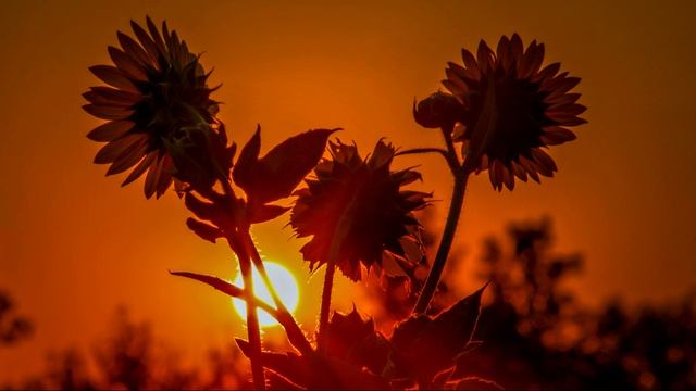 Одинокий пастух. Композитор - Джеймс Ласт. Исполнитель - Георге Замфир смотреть онлайн