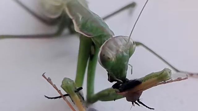 Богомол ест муху!