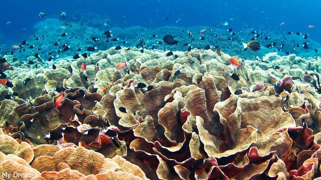 [NEW] The Ocean 4K (ULTRA HD) - Tropical Fish, Coral Reefs - Reduce Stress And Anxiety