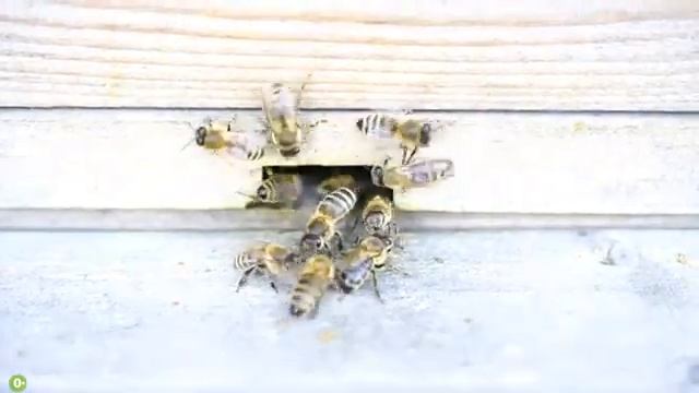 Насекомые для детей  Развивающее видео  360p